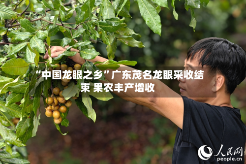 “中国龙眼之乡”广东茂名龙眼采收结束 果农丰产增收-第2张图片