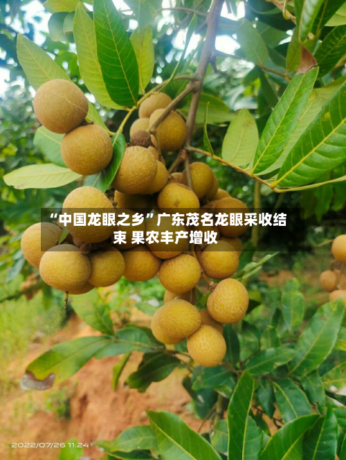 “中国龙眼之乡”广东茂名龙眼采收结束 果农丰产增收-第3张图片