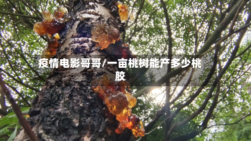 疫情电影哥哥/一亩桃树能产多少桃胶