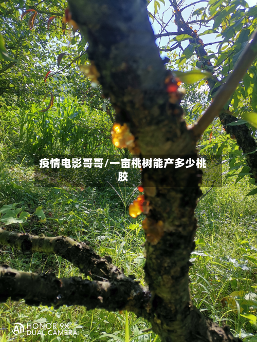 疫情电影哥哥/一亩桃树能产多少桃胶-第2张图片